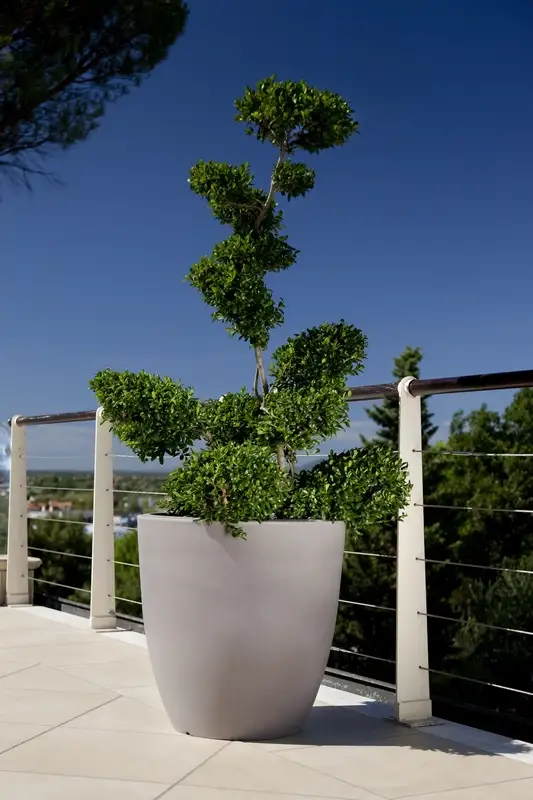 Jardinera-Orione